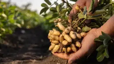 chiapas, entre los principales productores de cacahuate del país