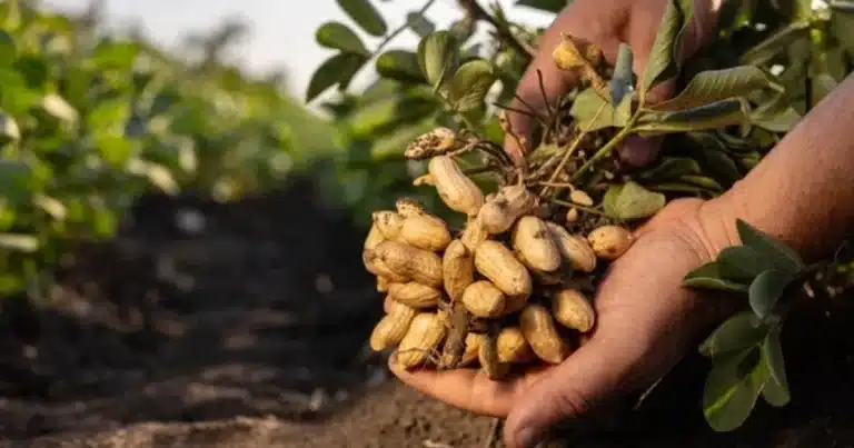 chiapas, entre los principales productores de cacahuate del país