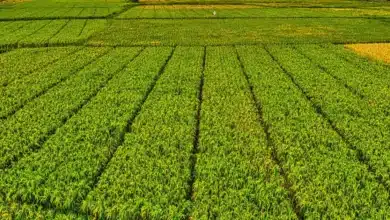 chiapas ofrece apoyos de hasta 200 mil pesos para maquinaria agrícola