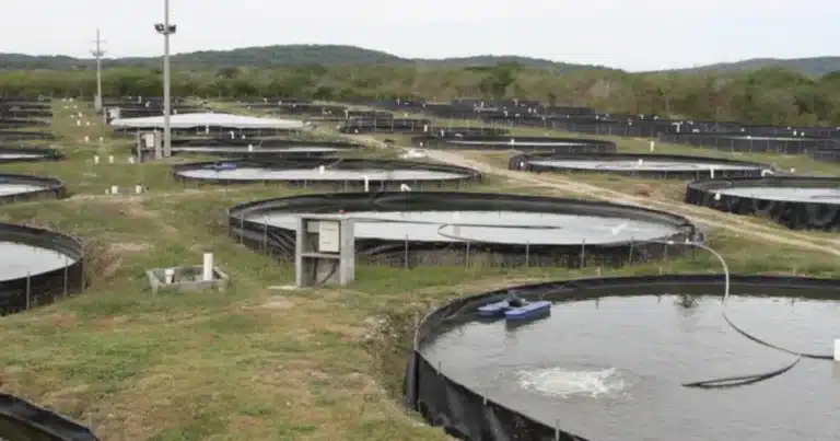 conapesca abre registro para apoyo del 50% en energía eléctrica a acuicultores