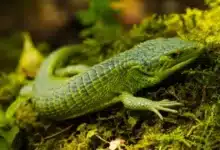 dragoncitos de chiapas, amenazados por el tráfico ilegal de fauna