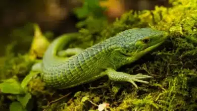 dragoncitos de chiapas, amenazados por el tráfico ilegal de fauna