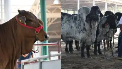 Ganadería en Chiapas (Foto de cortesía)