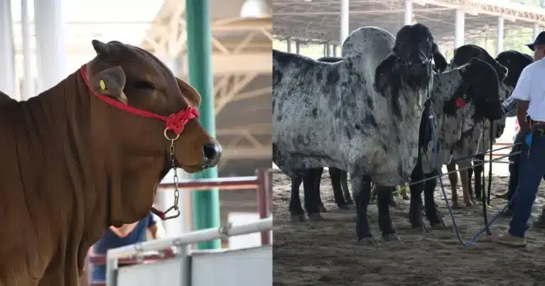 Ganadería en Chiapas (Foto de cortesía)