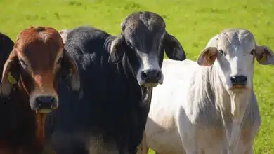 fiebre manchada en chiapas hallan bacterias en garrapatas de cinco municipios