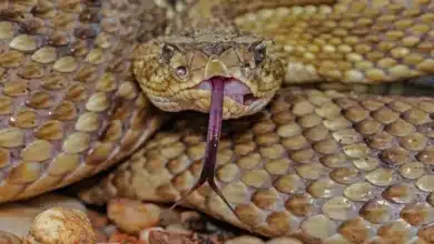 hallan serpiente de cascabel dentro de una vivienda en san cristóbal