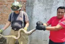 lluvias disparan captura de serpientes en tuxtla