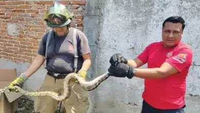 lluvias disparan captura de serpientes en tuxtla