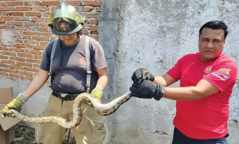 lluvias disparan captura de serpientes en tuxtla