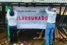 profepa cierra aserradero en comitán investigan origen de más de 13 m³ de madera