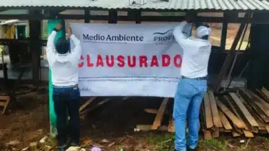 profepa cierra aserradero en comitán investigan origen de más de 13 m³ de madera