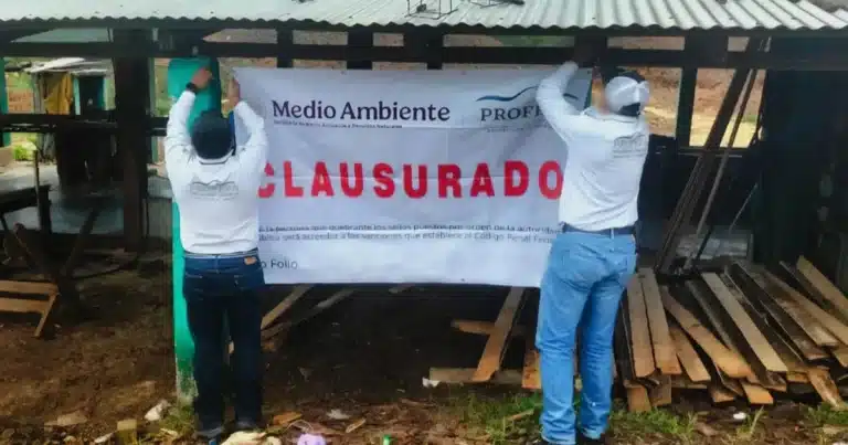 profepa cierra aserradero en comitán investigan origen de más de 13 m³ de madera