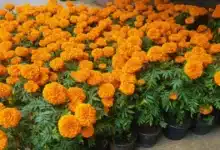 sequía dispara el precio de las flores en chiapas