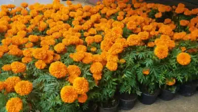 sequía dispara el precio de las flores en chiapas