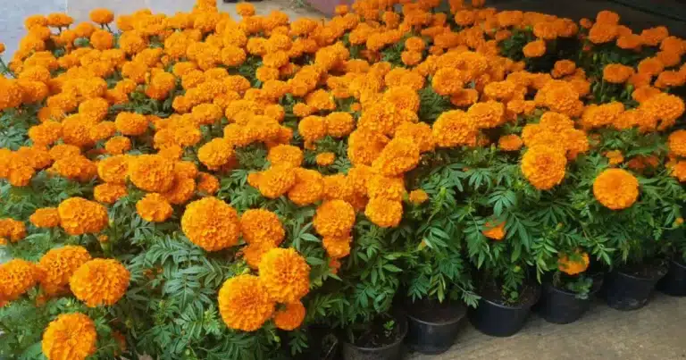 sequía dispara el precio de las flores en chiapas