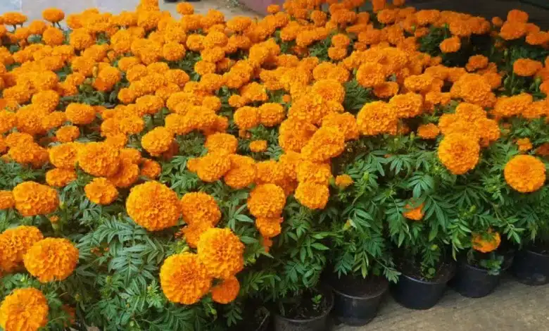 sequía dispara el precio de las flores en chiapas