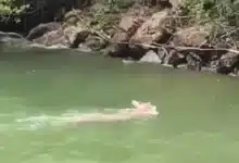 venado sorprende a turistas al cruzar las aguas del cañón del sumidero
