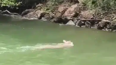 venado sorprende a turistas al cruzar las aguas del cañón del sumidero