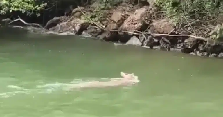 venado sorprende a turistas al cruzar las aguas del cañón del sumidero