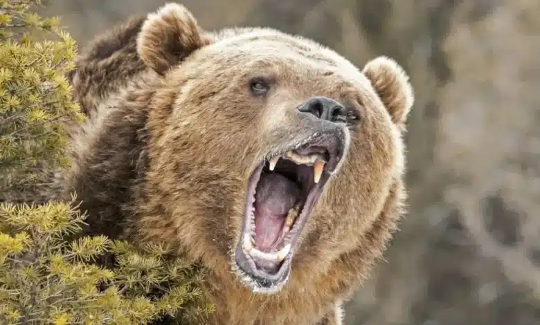 Hombre sobrevive a ataque de oso pardo
