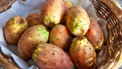 tuna mexicana el fruto que conquistó sicilia y se llama fico d’india